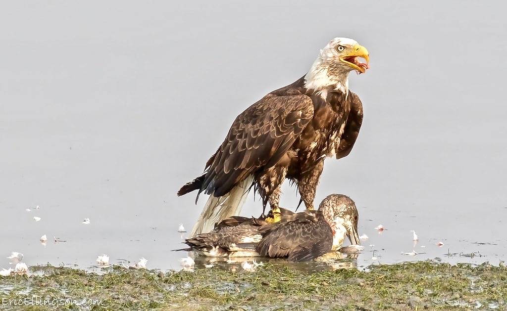Bald Eagle attacking Common Loon (graphic image) by esellingson is licensed under CC BY-NC-ND 2.0